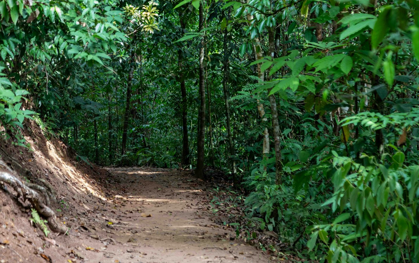 Dirt path winding through a sun-dappled jungle.